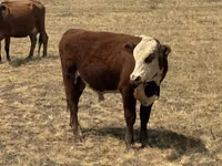 公牛, Simmental cattle — 照片 3