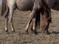 Stute, Kazakh horse — Foto 5