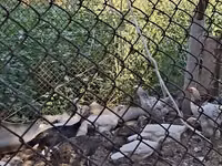 Turkeys — 6-сурет