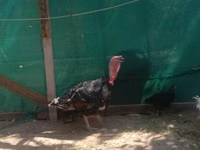 Geese — Foto 4