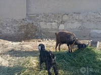 母山羊, Goats — 照片 3