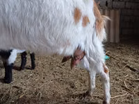 Ziegenbock, Nubian Goat — Foto 2