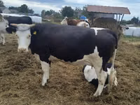 Kuh, Holstein-Rasse — Foto 1