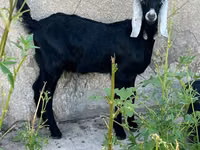 تيس, Nubian Goat — الصورة 4