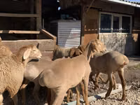 Schaf, Arashan sheep — Foto 5