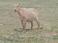 تيس, Alpine goat — الصورة 1
