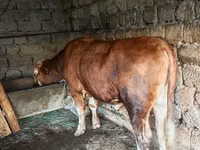公牛, Simmental cattle — 照片 3