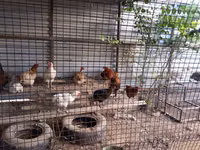 Chickens — Foto 1