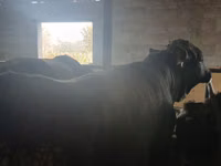 公牛, Cattle — 照片 3