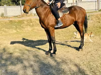 Hengst, Pferde — Foto 2