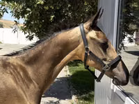 Hengst, Akhal-Teke — Foto 3
