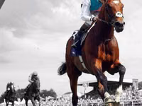 Aygʻir, Thoroughbred horse — 7-rasm