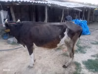 بقرة, Russian Black pied cattle — الصورة 1