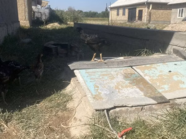 Chickens — Kirgisistan