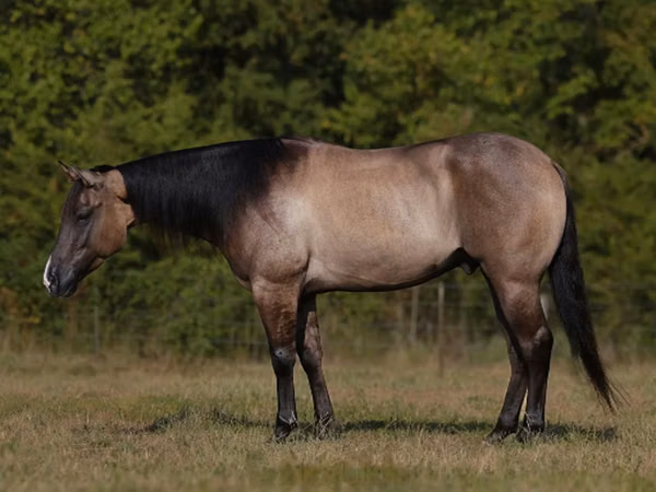 Aygʻir, Quarter Horse