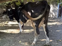 Cow, Holstein breed — photo 6