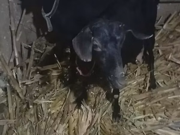 عنزة, Alpine goat