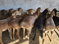 Schaf, Arashan sheep — Foto 4