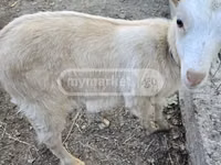 Cabra, Megrelian goat — foto 3