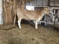 母牛, Alatau breed — 照片 2