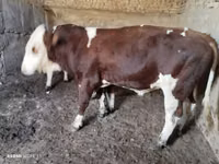 Bulle, Simmental cattle — Foto 1