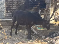 Oveja, Arashan sheep — foto 5