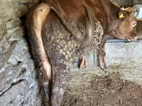 ثور, الماشية — الصورة 2