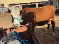 Kuh, Latvian Blue cattle — Foto 1