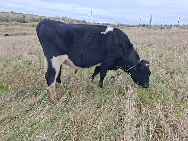 Buqa, Russian Black pied cattle
