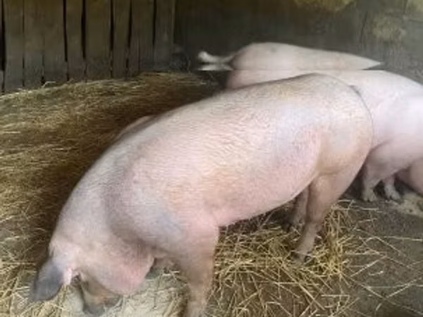 Cerda, Cerdos