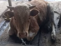 ثور, Latvian Blue cattle — الصورة 2