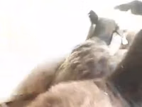 Sheep, Sheep — photo 3