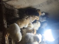 Chickens — Foto 2