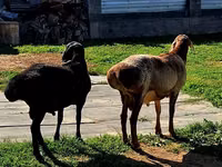 Widder, Hissar sheep — Foto 1