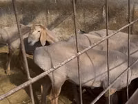 Schaf, Edilbay sheep — Foto 4