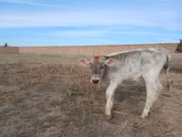 Kuh, Swiss cattle — Foto 4