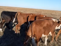 ثور, Simmental cattle — الصورة 1