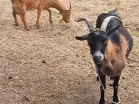 Ziege, Alpine goat — Foto 1