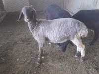 Ovejas (lote, sexo no especificado), Ovejas — foto 1