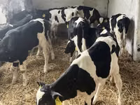 Bulle, Russian Black pied cattle — Foto 2