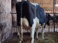 Vaca, Raza Holstein — foto 1