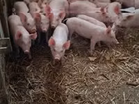Schweine (Partie, Geschlecht nicht angegeben), Schweine — Foto 1
