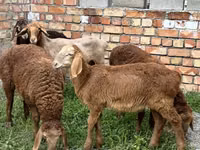 Qoʻy, Arashan sheep — 2-rasm
