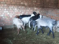 كبش, Hissar sheep — الصورة 8