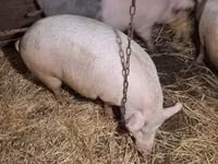 Шошқалар (топ, жынысы көрсетілмеген) — 8-сурет
