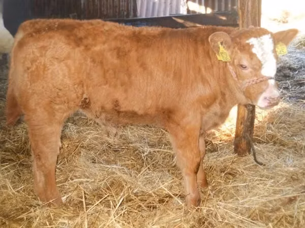 Bulle, Limousin-Kuh