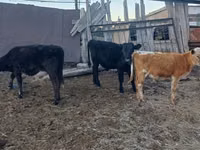 公牛, Cattle — 照片 2