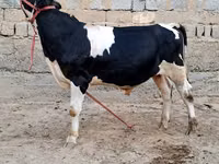 ثور, Simmental cattle — الصورة 3
