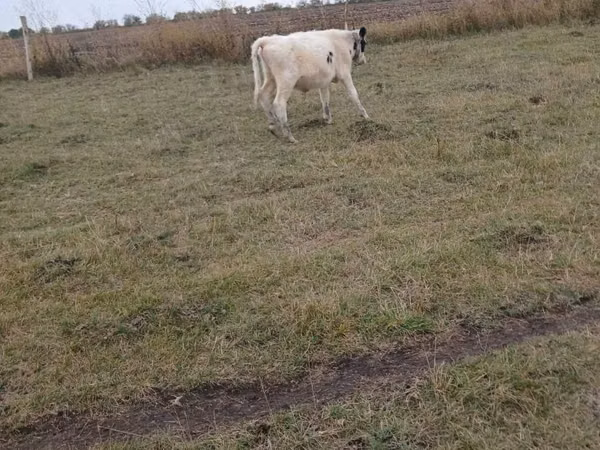 公牛, Cattle