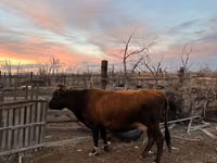 Kuh, Latvian Blue cattle — Foto 2